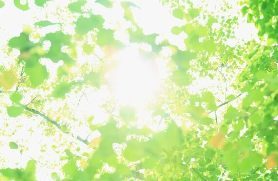 富山市で出品落札してもらえるフランボワーズです。